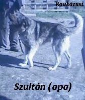 szultan_apa...jpg